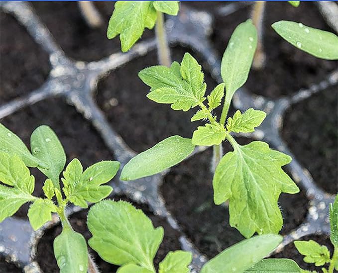 San Marzano Tomato Seeds - For Growing Delicious Tomatoes for Sauces, Paste, Canning