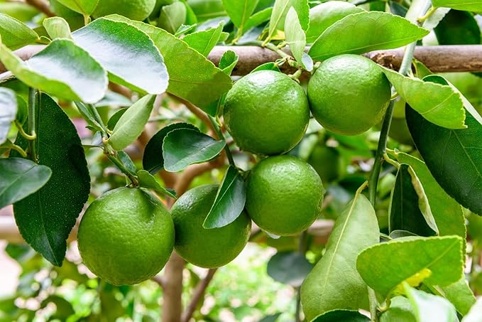 100+ Green Lime Seeds for Planting Bonsai Fruit Dwarf Lemon Tree Seed Citrus Limon Non-GMO Heirloom