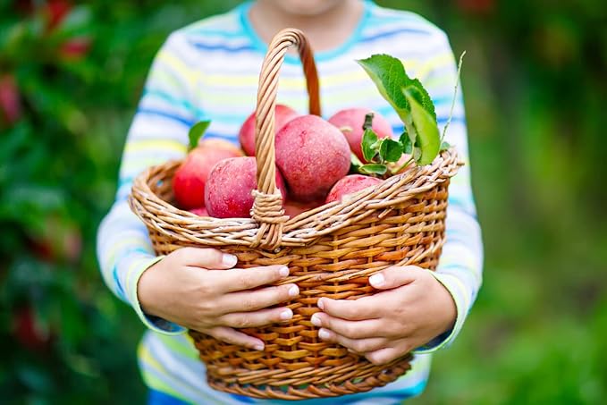 Fruit Seeds Combo Pack - 6 Types, Strawberry Raspberry Mulberry Apple Orange Blueberry Seeds, Non-GMO Heirloom and Organic, for Home Garden (600pcs)