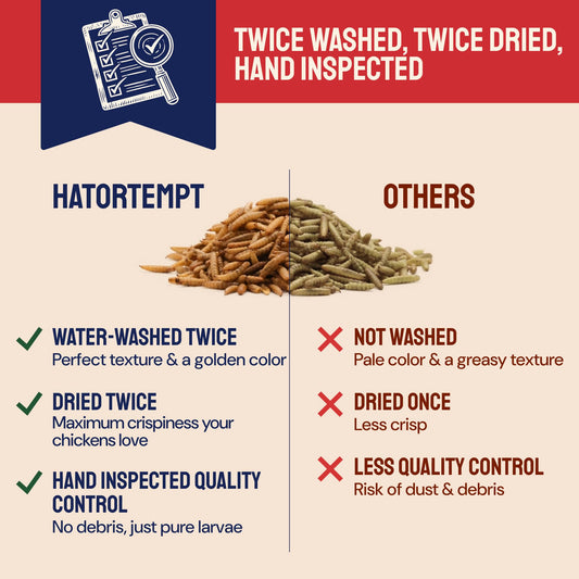 Hatortempt Black Soldier Fly Larvae for Chickens - 5 lb Pack of 1 - Protein Boost & High Protein Chicken Feed - 4% Calcium Treats & Reptile Calcium - Non-GMO Organic Grubs & Bird Feed