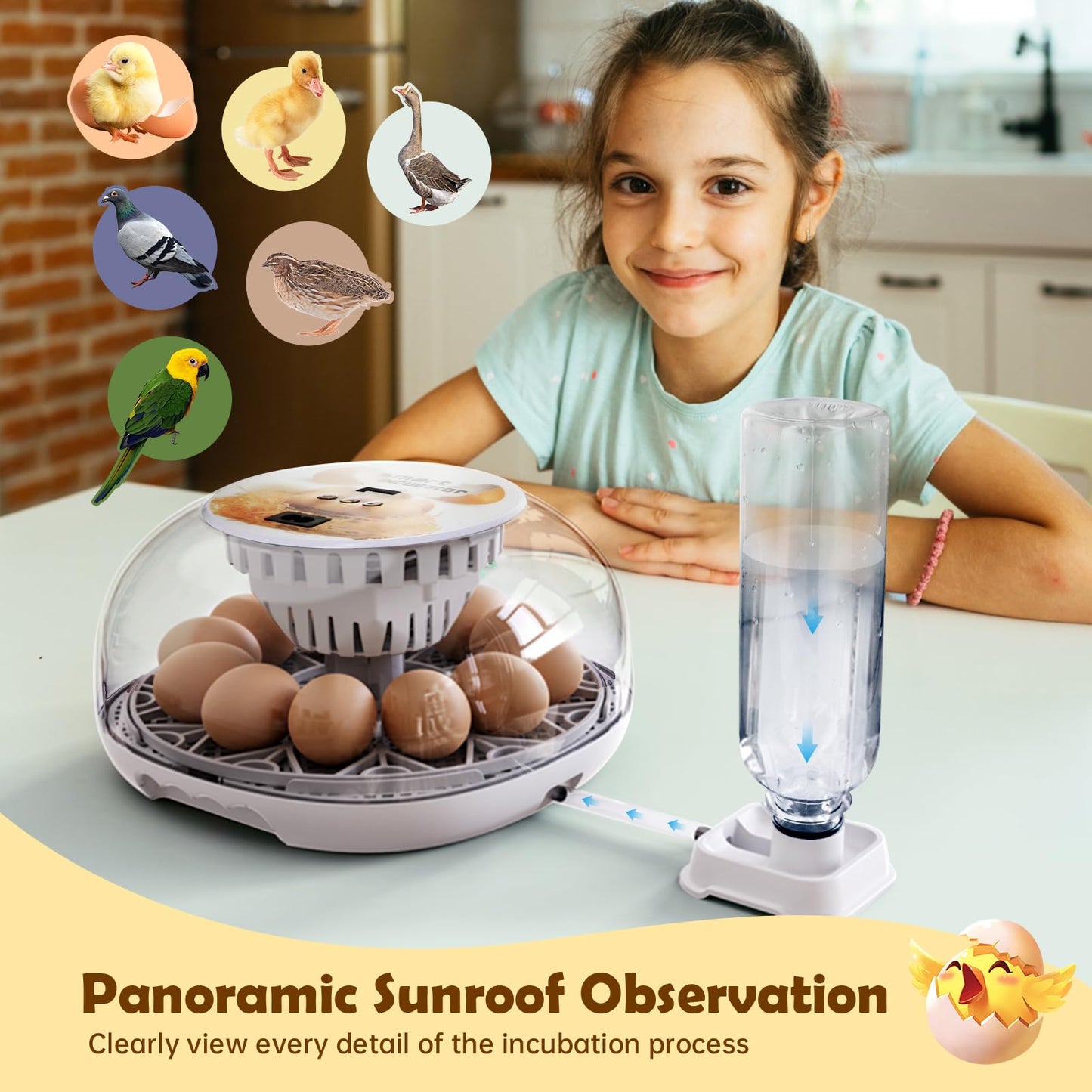 Egg Incubator for Hatching Chicks, Automatic Egg Turner Holds 12 Eggs, Smart Incubator 360° Clear Window with Temperature Display Egg Candler for Small Poultry Chickens Ducks Quails Eggs