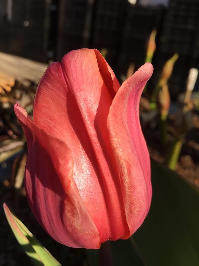 Tulip Bulbs - 20 Pink Impression Darwin Tulip - Bulb Size 11/12 cm - Fall Planting & Spring Blooms