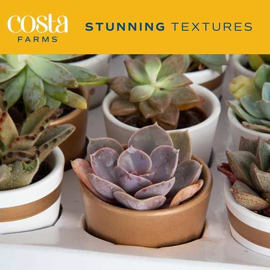 Costa Farms Succulents (24 Pack), Live Mini Succulent Plants in Ceramic Decor Planter Pots, Indoor Houseplants in Potting Soil, Bulk Baby Shower Gifts, Party Favors, Bridesmaid Gifts, 2-Inches Tall