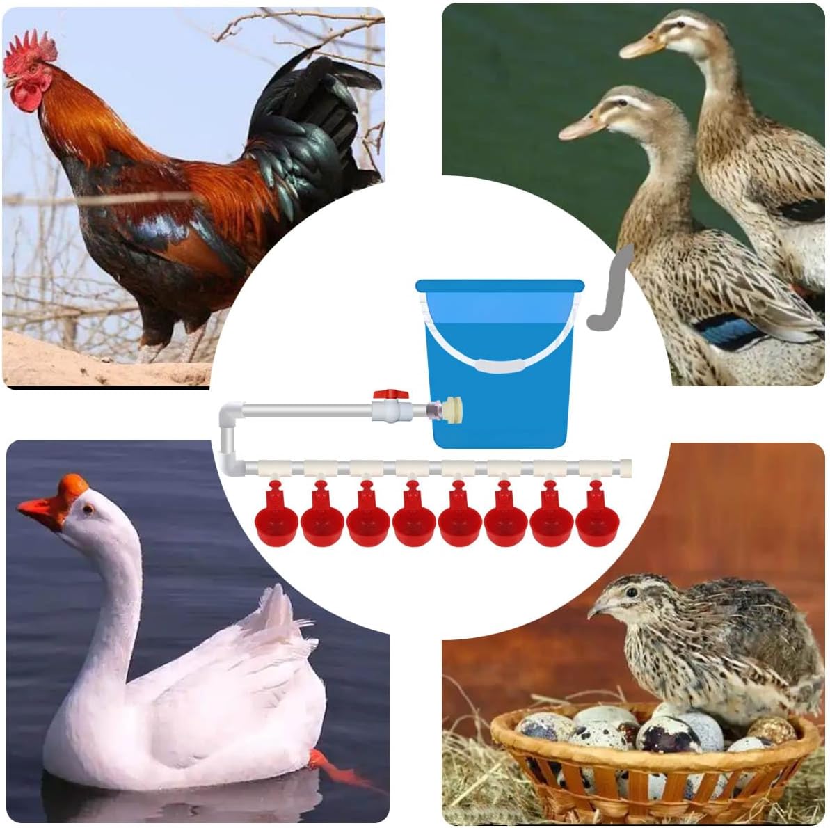 WODERIC Automatic Chicken Water Cups,Chicken Water Feeder,Complete Set Pipeline Automatic Chicken Waterer System for Chick Duck Quail