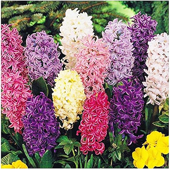 10 Jan Bos Hyacinth Bulbs – Large 16-17cm Bulbs for Vibrant Red Blooms – Fragrant Spring Flowers Perfect for Gardens, Borders, and Containers