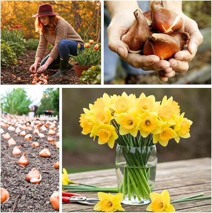 5 Yellow Daffodil Bulbs - Large Giant Narcissus Flowers | Easy to Grow Fall Planting Bulbs for Vibrant Spring Blooms