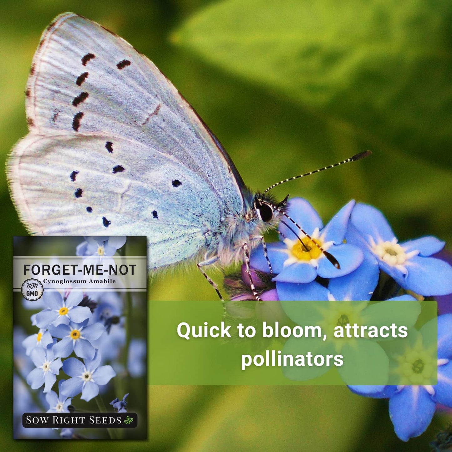 Sow Right Seeds - Forget-Me-Not Flower Seeds for Planting (Cynoglossum amabile) - Non-GMO Heirloom Packet with Instructions - Great to Pair with Cards of Remembrance - Small Blue Memory Blooms (100)