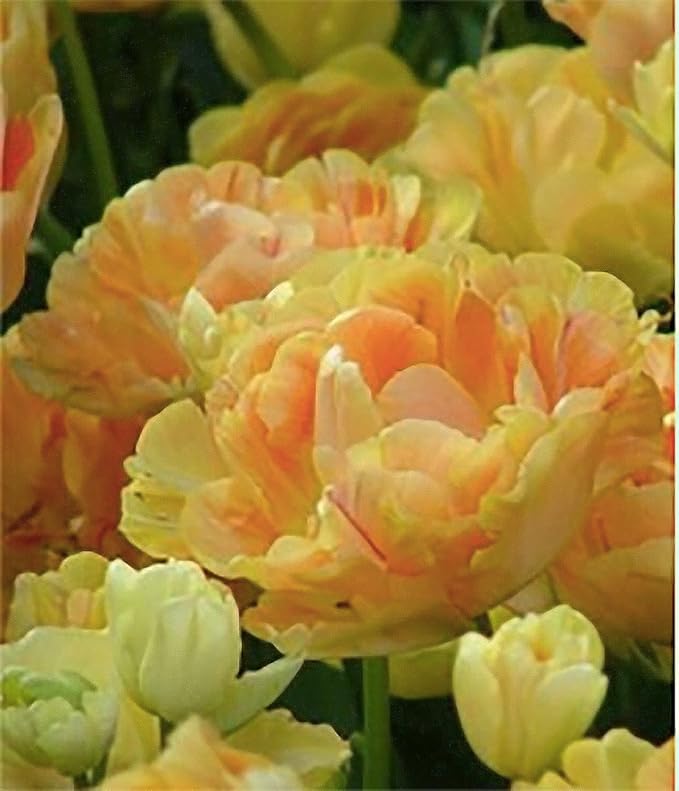 5 Charming Beauty Tulip Bulbs – Double Late Apricot and Yellow Blooms – Soft, Elegant Color Combination – Large Flowering Perennial Tulips for Spring Gardens