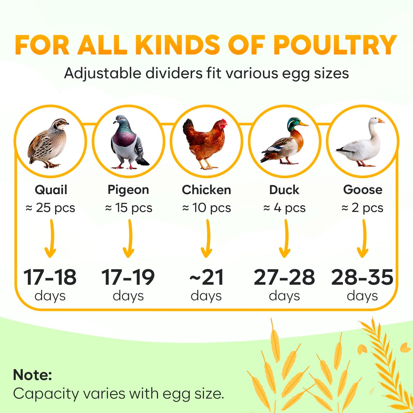 Okkobi M12 Egg Incubator with Automatic Turner and Humidity Control - 12/24 Eggs, 360° View, Easy to Use and Clean - Incubadora de Huevos de Gallina - Made for US - White & Orange