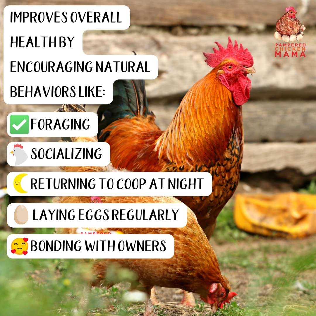 Pampered Chicken Mama Non-GMO Fodder Seeds for Chickens (3 pounds), Pasture Grass Seed, Wheat Grass Seeds for Growing, Wheat Seeds for Fodder