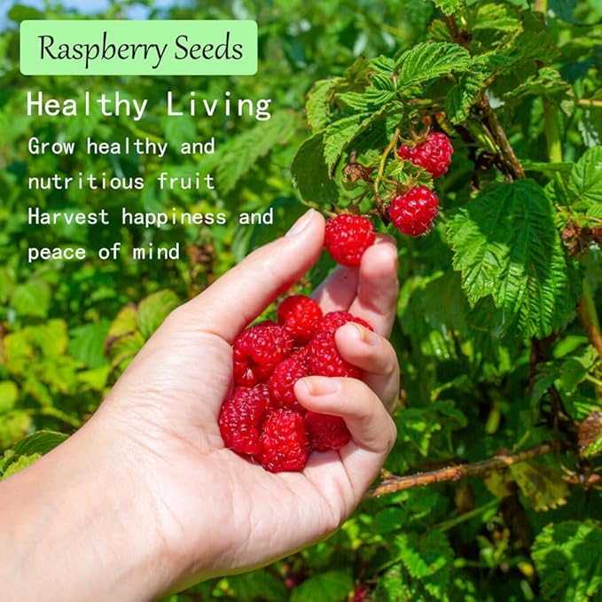 1200+ Mix Fruit Seeds, Berry Seeds - 6 Variety Non-GMO Heirloom Organic, Include Strawberry Seeds, Raspberry Seeds, Mulberry Seeds, Cranberry Seeds, Cherry Seeds, Blueberry Seeds