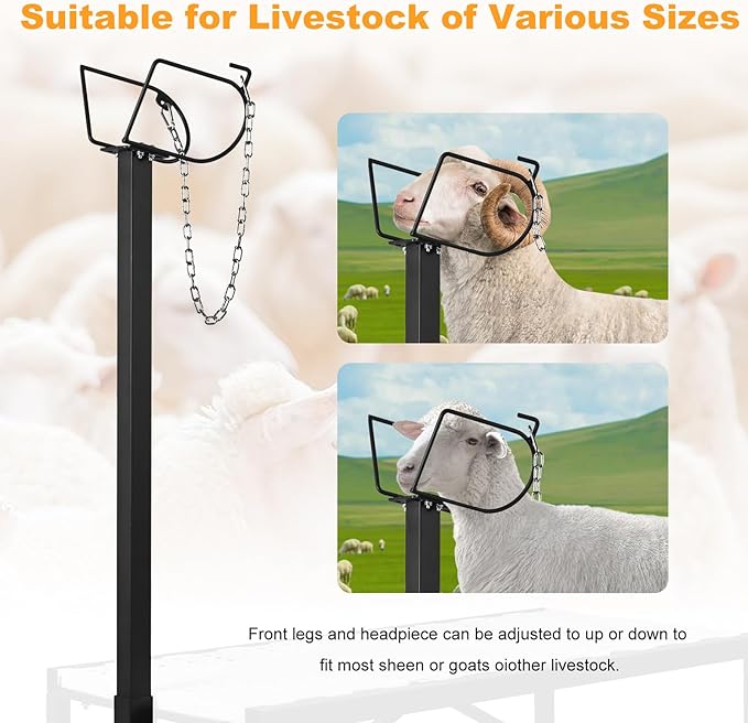 Goat Milking & Shearing Stand Bundle—47" × 22.5" Polymer Platform, 650 lbs Capacity + Matching 47" × 22.5" Non-Slip Ramp & Adjustable Riser, Easy-Clean, Fits Goats & Sheep