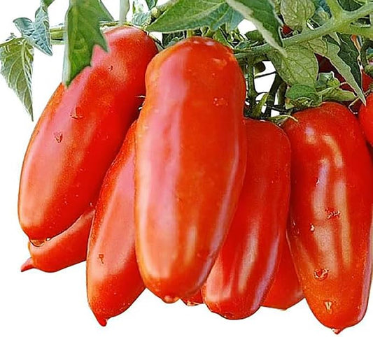 San Marzano Tomato Seeds - For Growing Delicious Tomatoes for Sauces, Paste, Canning