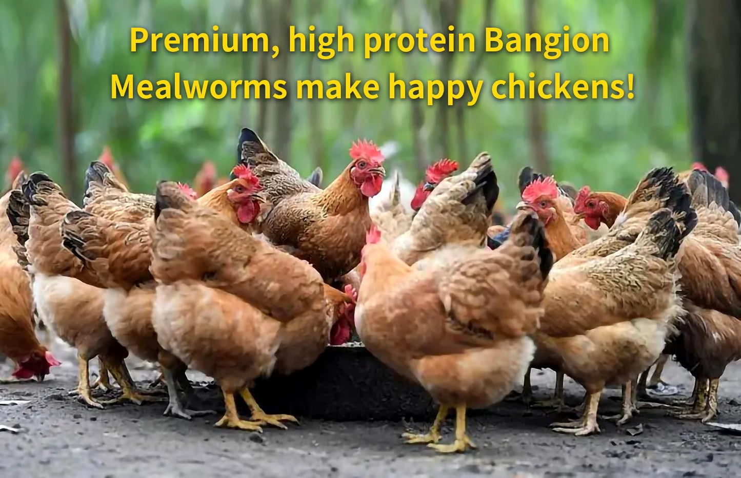 Dried Mealworms 10 Lbs-Organic MealWorms for Chickens & Birds, Non-GMO Meal Worms for Chickens, Wild Birds, Bluebirds, High Protein Chicken Feed Bird Treats, Worms for Chicken, Hens, Bird, Reptiles