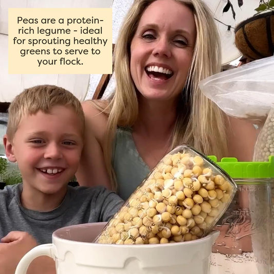 Scratch and Peck Whole Peas Chicken, Duck and Livestock Supplemental Grain - 10 lbs Bag - 20% Protein, Certified Organic and Non-GMO Project Verified Chicken Food