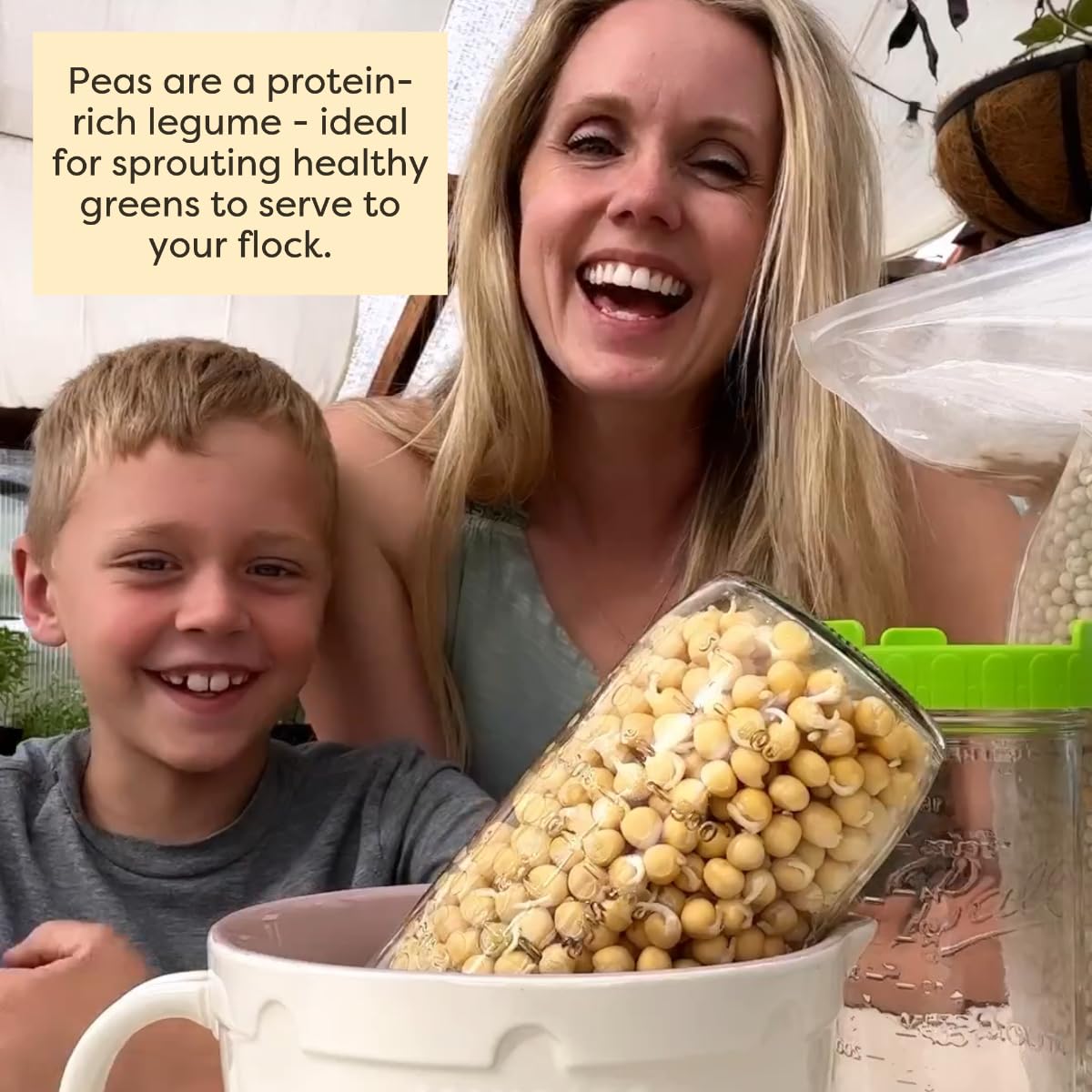 Scratch and Peck Whole Peas Chicken, Duck and Livestock Supplemental Grain - 10 lbs Bag - 20% Protein, Certified Organic and Non-GMO Project Verified Chicken Food