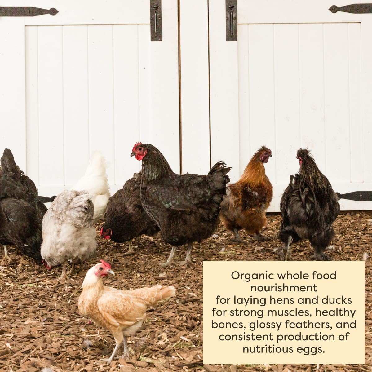 Scratch and Peck Whole Grain Layer Mash Chicken and Duck Feed - 10 lbs Bag - Corn-Free and Soy-Free - 16% Protein, Certified Organic and Non-GMO Project Verified Chicken Food