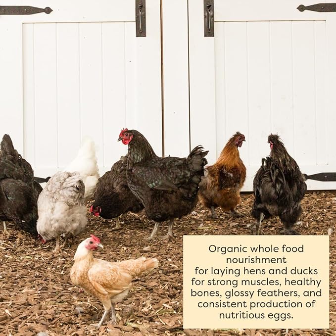 Scratch and Peck Feeds Whole Grain Layer Mash Chicken and Duck Feed - 40 lbs Bag - Corn-Free and Soy-Free - 16% Protein, Certified Organic and Non-GMO Project Verified Chicken Food