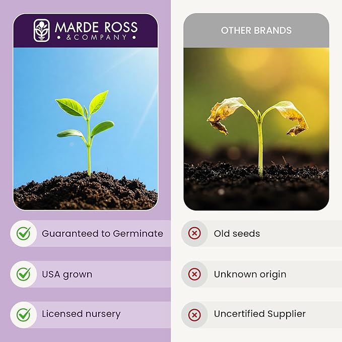 Moneymaker Tomato Seeds for Planting – Large & Juicy – One of The Most Delicious Tomatoes for Home Growing – Vegetable Seeds for Planting – Grown in The USA