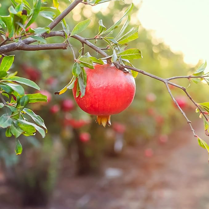 Wonderful Pomegranate 2 Gallon
