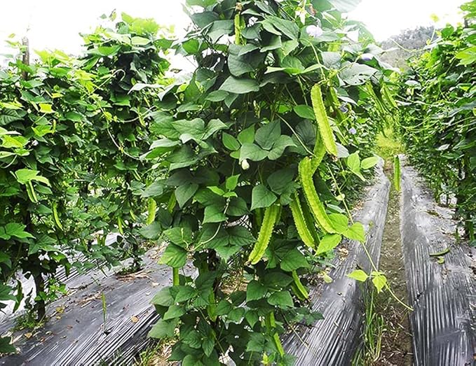 Winged Bean Seeds - Almost All Parts of The Plant are Edible. Once Considered The Food That Could Feed The Planet