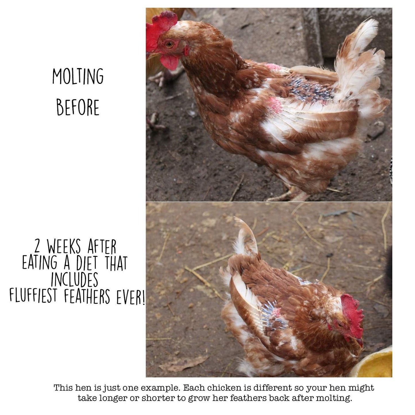 Pampered Chicken Mama Molting Supplement for Chickens: Fluffiest Feathers Ever Backyard Chicken Feed and Supplies for Hens (2 pounds)