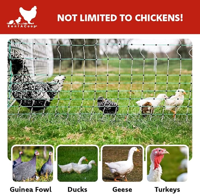 RentACoop Poultry Netting Electric Fence - Electric Poultry Enclosure for Chickens, Ducks, Turkeys - Suitable for 4 Week Old Chickens/Older and Adult Poultry - Energizer Not Included - 168' L x 48" H