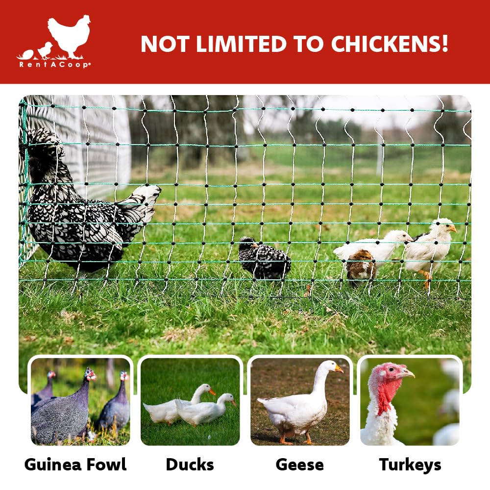 RentACoop Poultry Netting Electric Fence - Electric Poultry Enclosure for Chickens, Ducks, Turkeys - Suitable for 4 Week Old Chickens/Older and Adult Poultry - Energizer Not Included - 168' L x 48" H