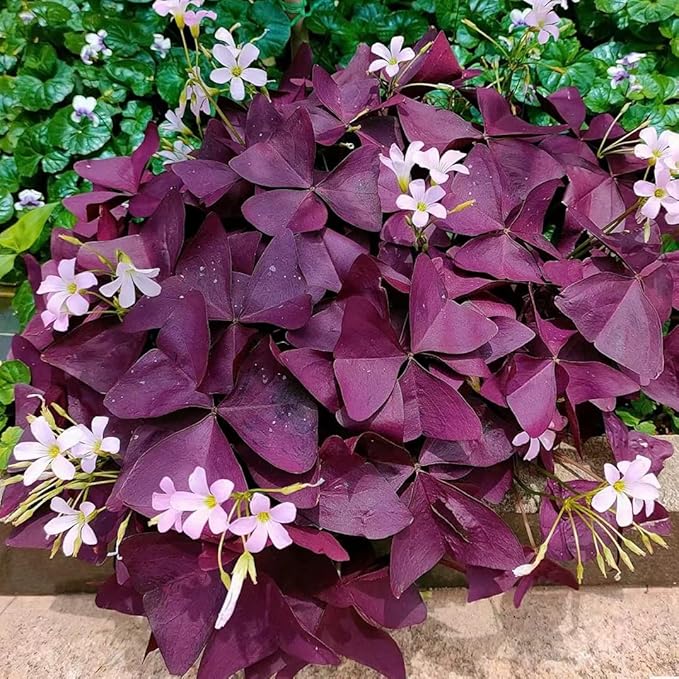 Pack of 24 Purple Shamrocks Bulbs, Oxalis Bulbs for Planting, Oxalis Triangularis Bulbs Good Luck Flower Bulbs