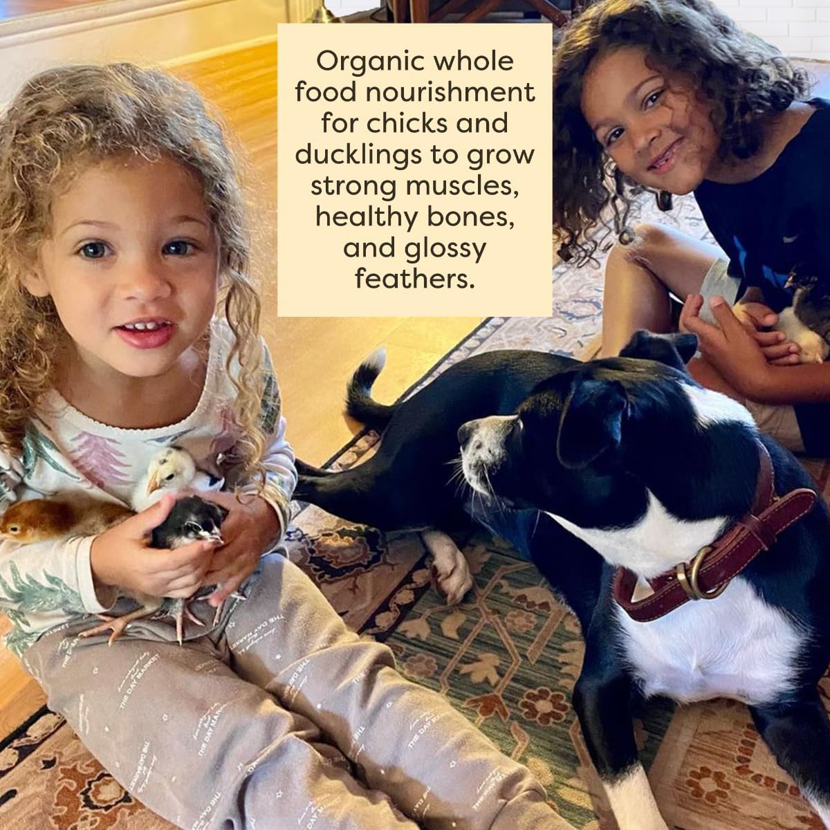 Scratch and Peck Whole Grain Starter Mash for Baby Chicks and Ducklings - 10 lb Bag - Corn and Soy-Free Feed with 20.5% Protein, Certified Organic and Non-GMO