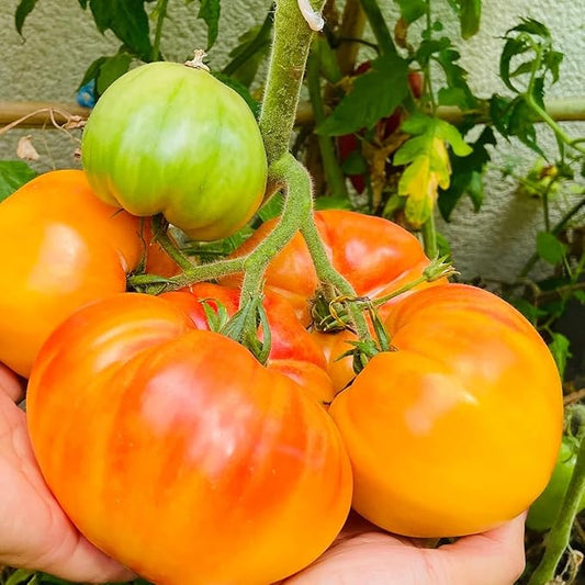 Pineapple Tomato Seeds - Large Tomato with Fruit up to 2 Pounds Each. High yields.