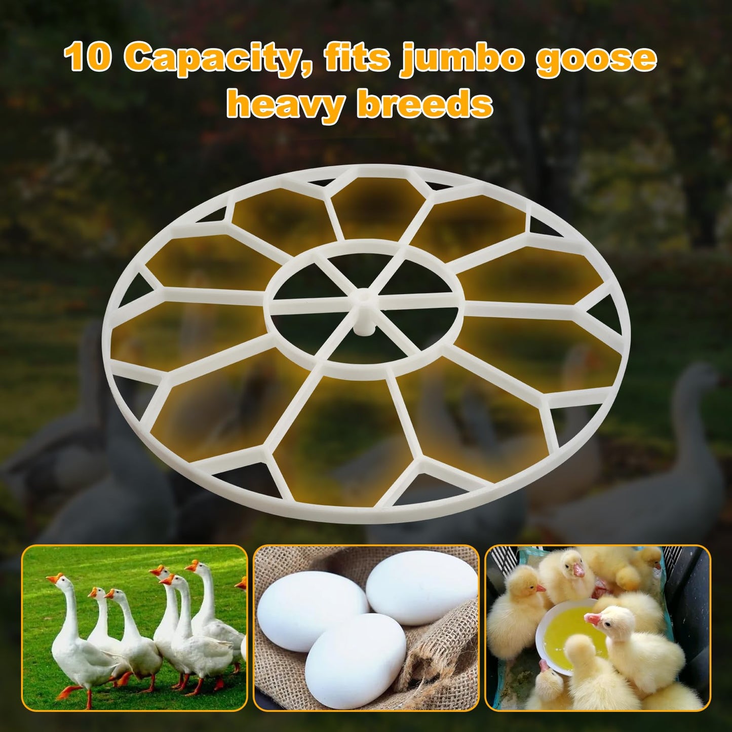 Queencar 10 Egg Capacity Jumbo Goose Heavy Breeds Tray Compatible with Nurture Right 360 Incubator Turner, White JGT360