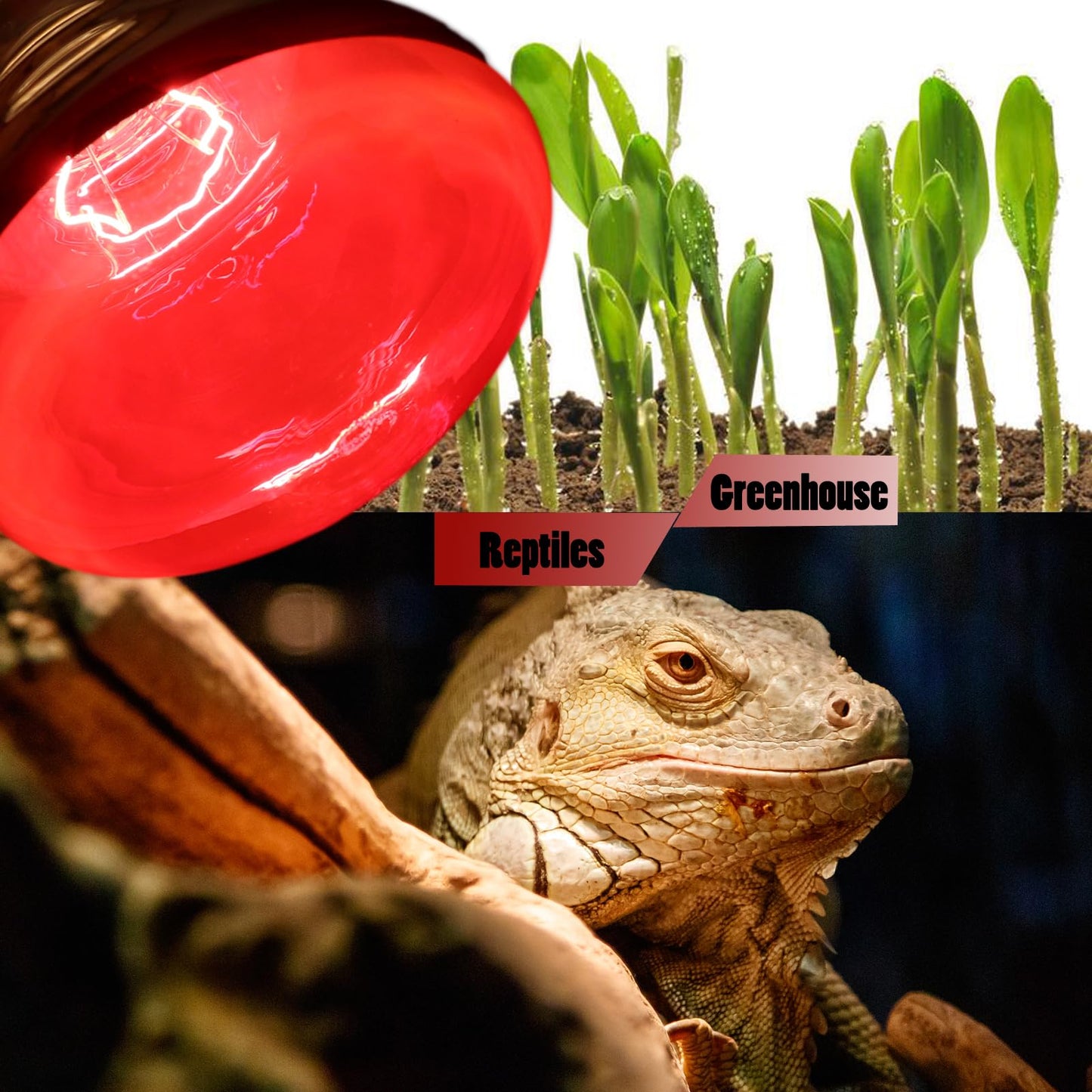 250 Watts Infrared Heat Lamp Bulbs, R40 Red Heat Light Bulb E26 Base for Chickens, Brooder Coop Heater, Reflector Heating Bulb for Food Service, Pet, Reptiles, Bathroom, Light Therapy, 2 Pack