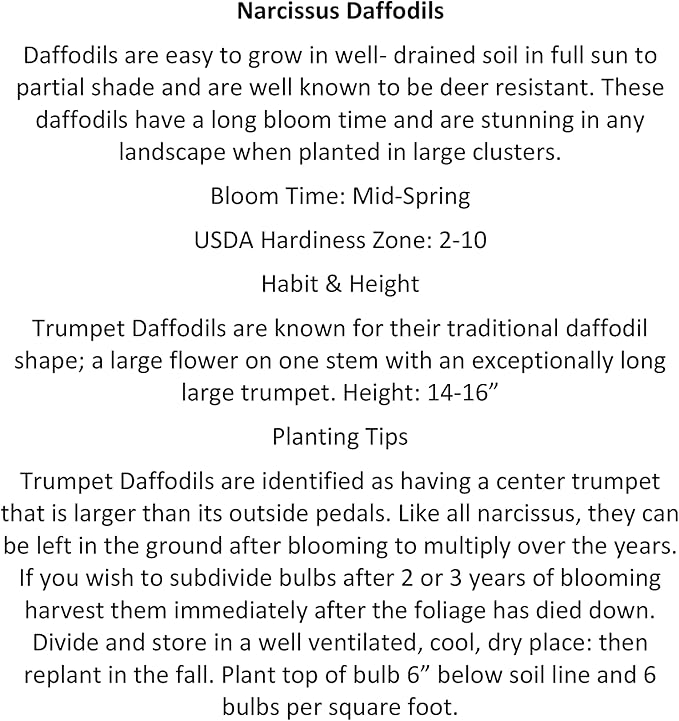 10 Daffodil Trumpet Mixture