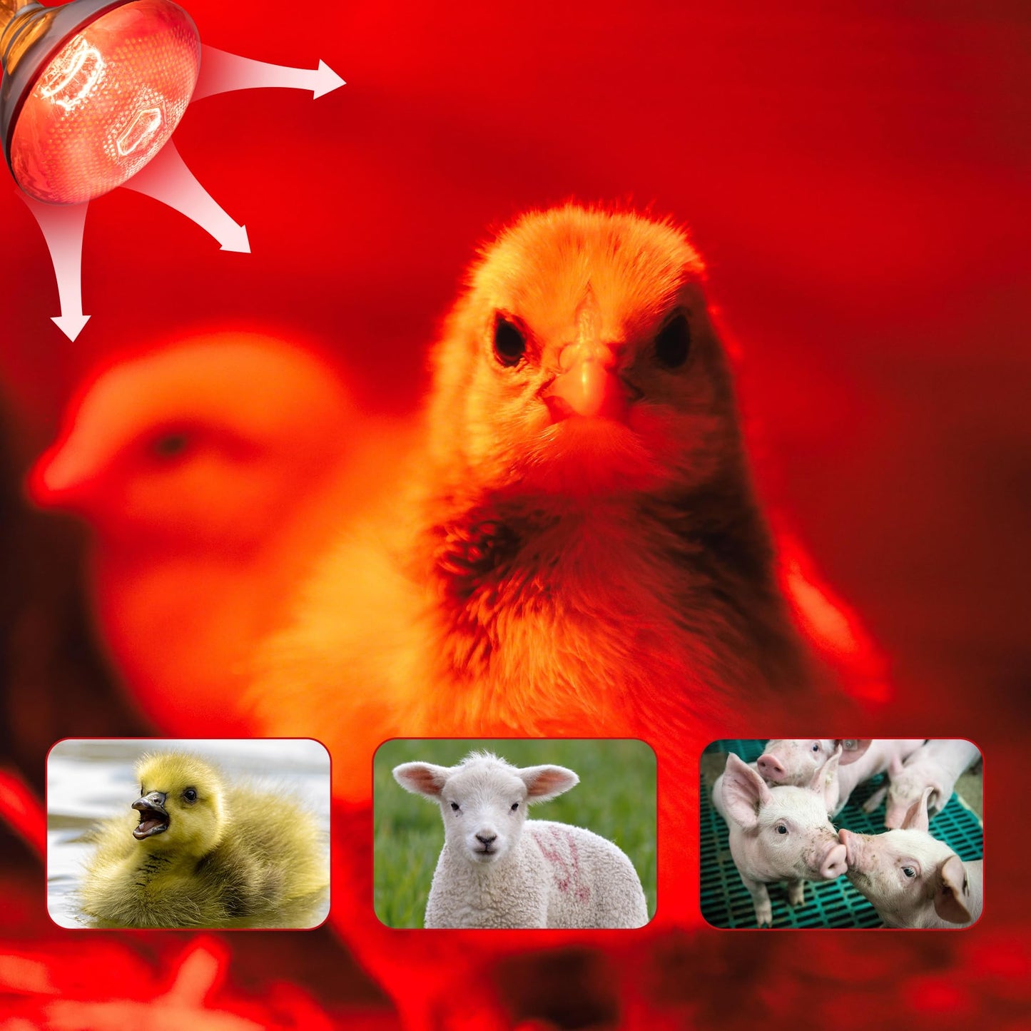 Wesome Lighting 250W Chicken Heat Lamp Bulbs, PAR38 Heat Lamp for Chicks, Infrared Reflector Heat Bulb for Brooder Heater, Incandescent Heat Lamp for Pet, Bathroom, Food (2 Pack)