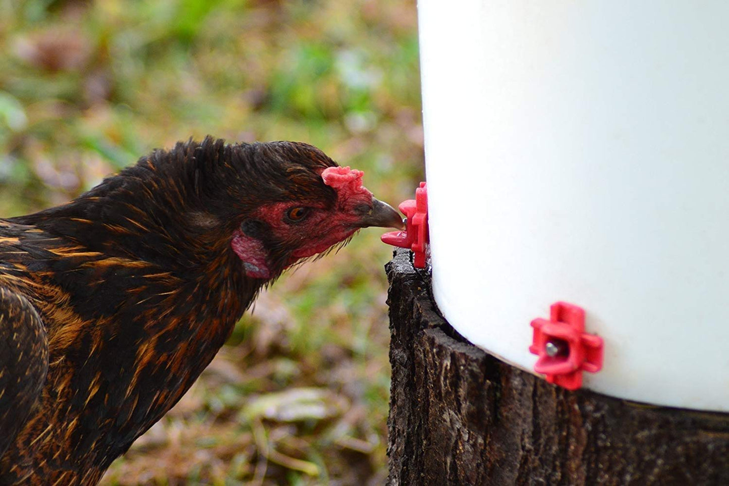RentACoop DIY Waterer Kit - Horizontal Nipples with Dribble Dish and Installation Tool - Great for Chickens, Turkeys, Peafowl, and Other Poultry - 6 Pack
