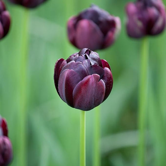 Eden Brothers Tulip Bulbs, Black Hero, 10 Bulbs | Perennial Flowers, Spring or Fall Planted, Full Sun, Indoor Forcing or Outdoor Planting, Easy-to-Grow | Zones 3, 4, 5, 6, 7, 8