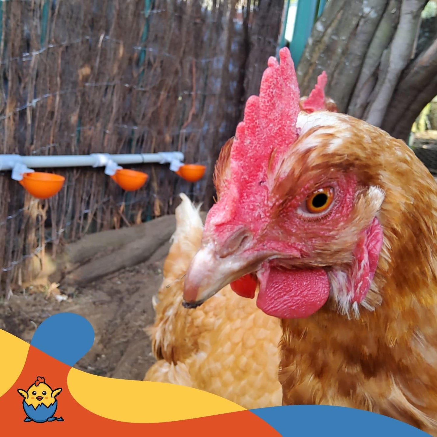 Lil'Clucker Large Automatic Chicken Waterer Cups with 1/2" PVC Tee Fittings - Chicken Water Cups, Chicken Water Feeder, for Chicks, Duck, Goose, Turkey - Poultry Waterer Feeder Kit (Orange, 5-Pack)