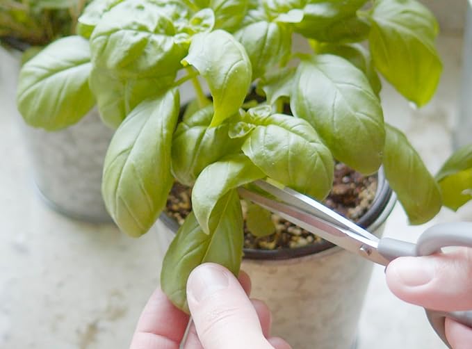 Sereniseed Certified Organic Herb Seeds (10-Pack) – Non GMO, Heirloom – Seed Starting Video - Basil, Cilantro, Oregano, Thyme, Parsley, Lavender, Chives, Sage, Dill Seeds for Indoor & Outdoor Planting
