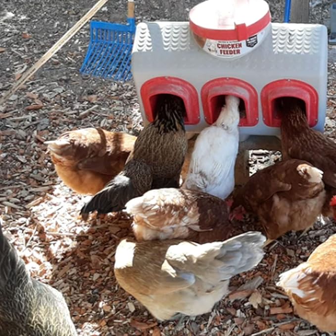 OverEZ Chicken Feeder - Holds 50 Pounds of Feed - Inside or Outside Hen Coop - Large Gravity Fed Automatic Poultry Dispenser - No Waste Rainproof Design