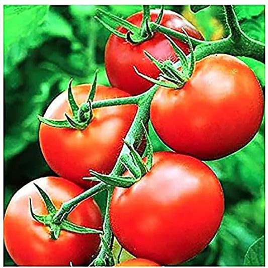 Moneymaker Tomato Seeds for Planting – Large & Juicy – One of The Most Delicious Tomatoes for Home Growing – Vegetable Seeds for Planting – Grown in The USA