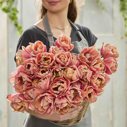 Eden Brothers Tulip Bulbs, La Belle Epoque, 10 Bulbs | Perennial Flowers, Spring or Fall Planted, Full Sun, Indoor Forcing or Outdoor Planting, Easy-to-Grow | Zones 3, 4, 5, 6, 7, 8