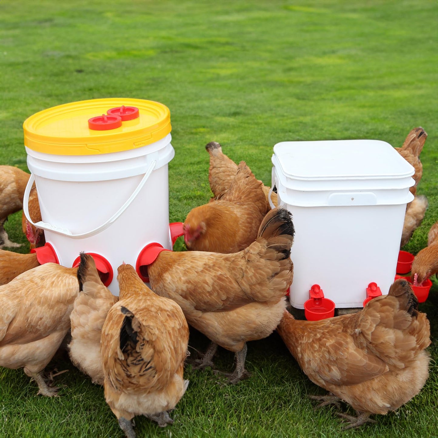 Chicken Feeder No Waste Automatic Poultry Feeder DIY Chicken Feeders and Waterer Set 6 Chicken Feeders Ports Auto Chicken Feeder Kit