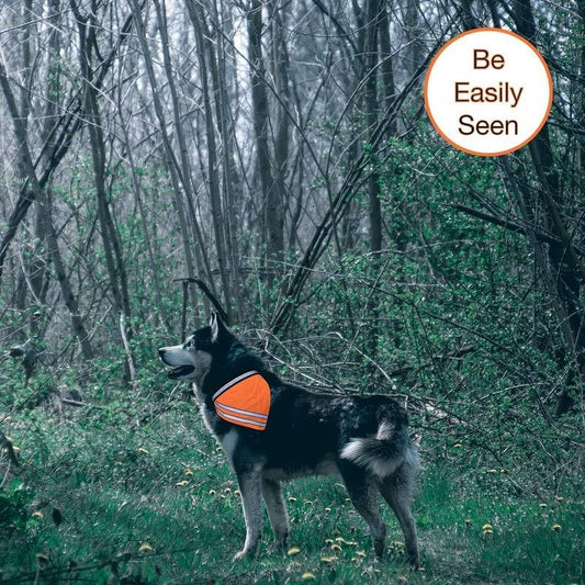 Dog/Pet First Aid Emergency Kit - Compact Kit Includes 45 Pieces of Useful Emergency Items. BE Ready!