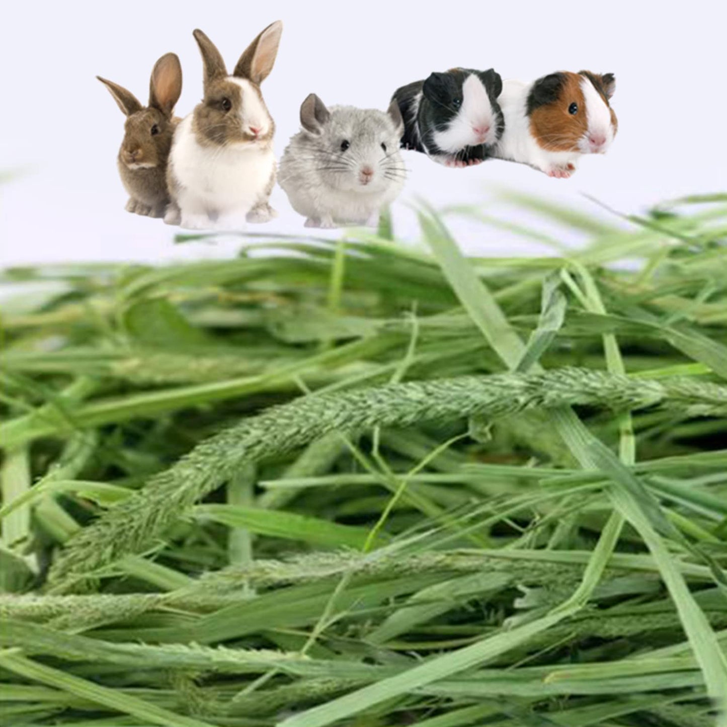 Ohcool Timothy Hay Premium Hay for Rabbits Guinea Pig Chinchilla- Natural Fresh Hay Hand Selected 6.6LBS (1.1lbs, 6 Pack)