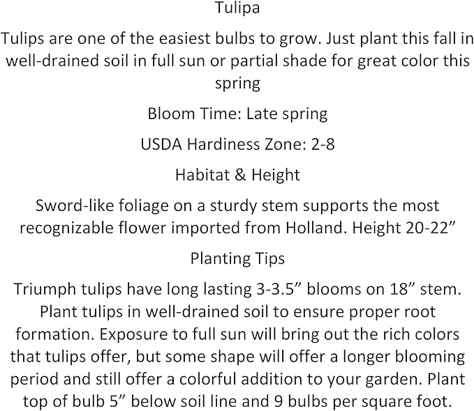 20 Angelique Tulip Bulbs- Double Late, New!!