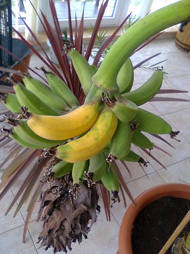 Seeds Indoor Banana Tree Ornamental Perennial Non-GMO for Planting