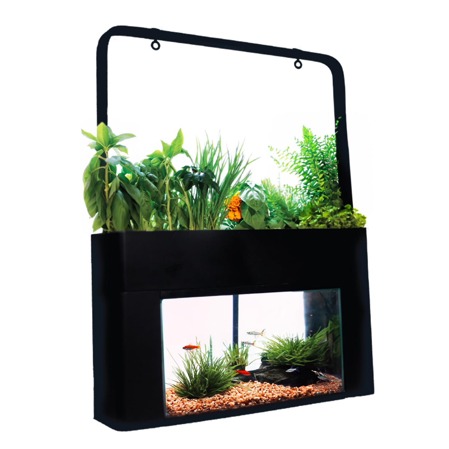 AquaSprouts Aquaponics Garden, Self-Sustaining Desktop Aquarium Hydroponics Ecosystem Kit, fits Standard 10 Gallon Aquariums