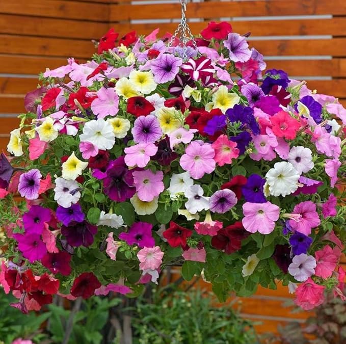 6000+ Petunia Seeds for Planting – Mix Color Annual Flower Seeds for Outdoor Garden, Hanging Baskets, and Indoor Pots – Easy to Grow, Non-GMO, Heirloom-Quality