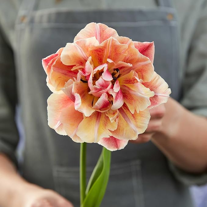 Eden Brothers Tulip Bulbs, Verona Sunrise, 10 Bulbs | Perennial Flowers, Spring or Fall Planted, Full Sun, Indoor Forcing or Outdoor Planting, Easy-to-Grow | Zones 3, 4, 5, 6, 7, 8